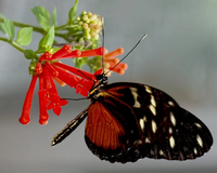 Canon PIXMA PRO-10 image