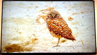 Sony Bravia xr x80k image