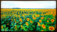 Sony X800H image