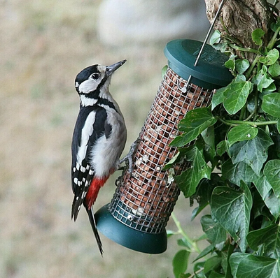 Canon 80D Image