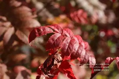 Canon EOS Kiss X7 Image