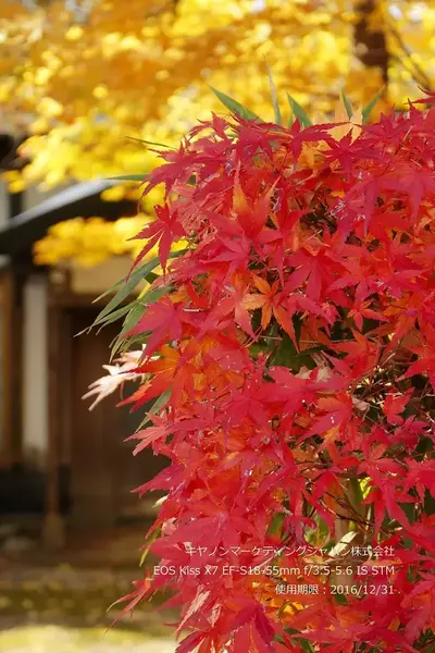 Canon EOS Kiss X7 Image