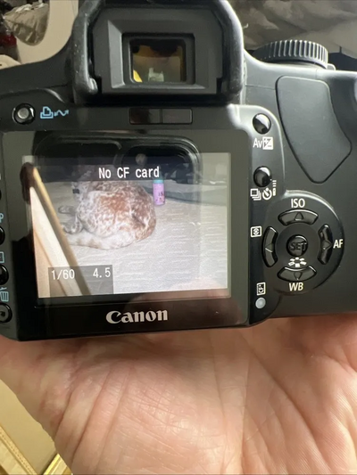 Canon Digital Rebel XTi Image