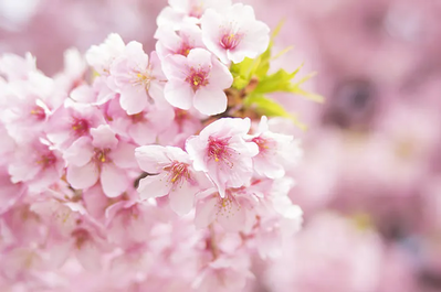 Canon Eos 6d Image