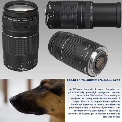Canon EOS R6 Mark II Body Image