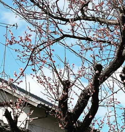 Fuji S3 pro finepix Image