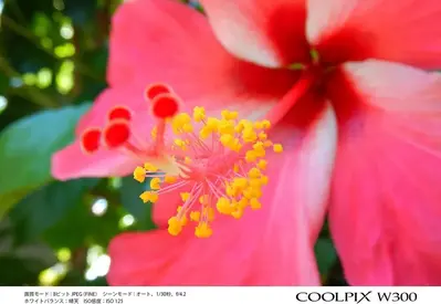 Nikon W300OR Image