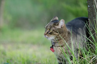 Nikon D1X Image
