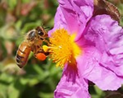 Nikon D7200 Image