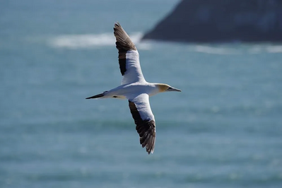 Pentax K-1 Mark II Image
