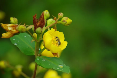 Pentax K-50 Image