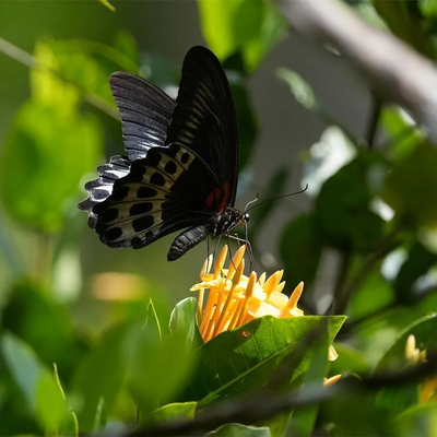 Sony Alpha 6700 Image