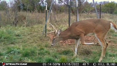 Stealth Cam Browtine Image