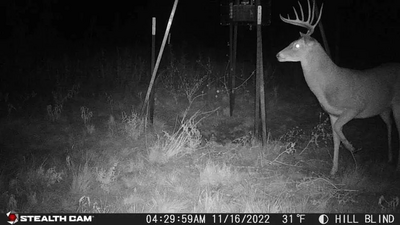 Stealth Cam Browtine Image