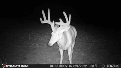 Stealth Cam Browtine Image