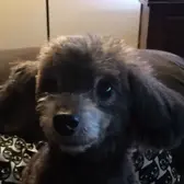 Canon Selphy ds810 Image