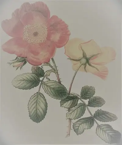 HP Deskjet D1415 Image