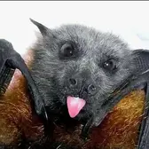 HP Photosmart a516 Image