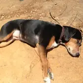 HP Deskjet 2540 Image