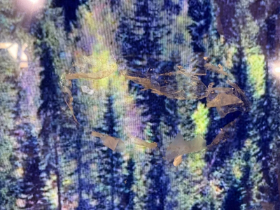 LG Oled55g1pua Image