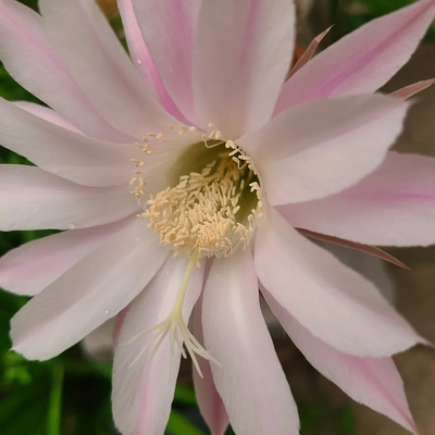 Samsung Qn43lso3bafxza Image