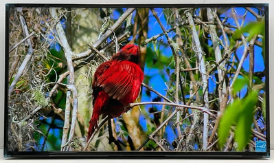 Sony Fw43bz30l Image