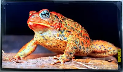 Sony Bravia x81ch Image