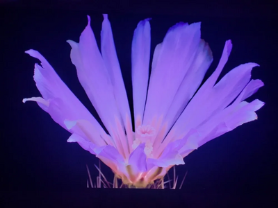 Sony Bravia xr a95k Image