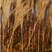 Sony KDL-19M4000 Image