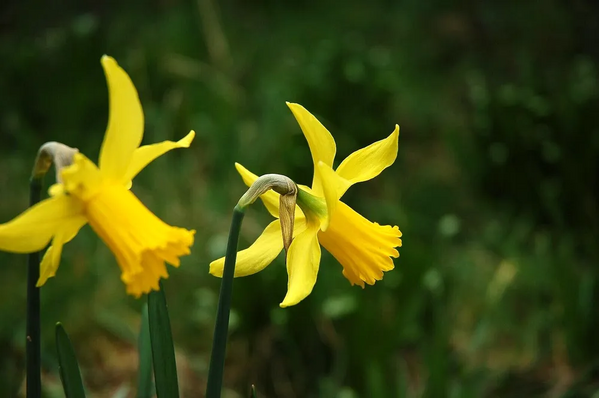 Nikon D50 image