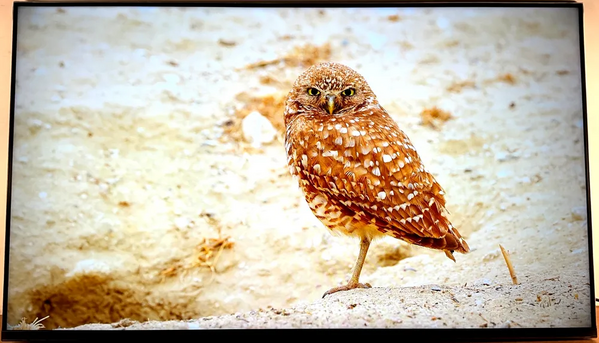 Sony Bravia xr x80k image
